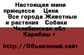 Настоящая мини принцесса  › Цена ­ 25 000 - Все города Животные и растения » Собаки   . Челябинская обл.,Карабаш г.